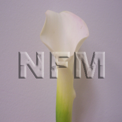 mini calla lilies white